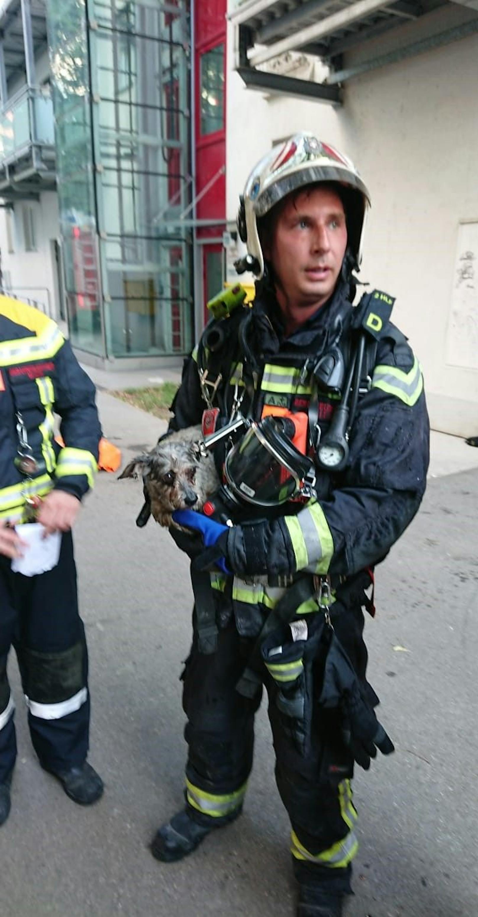 Die Feuerwehrmänner konnten das Hunderl aus den Flammen retten.