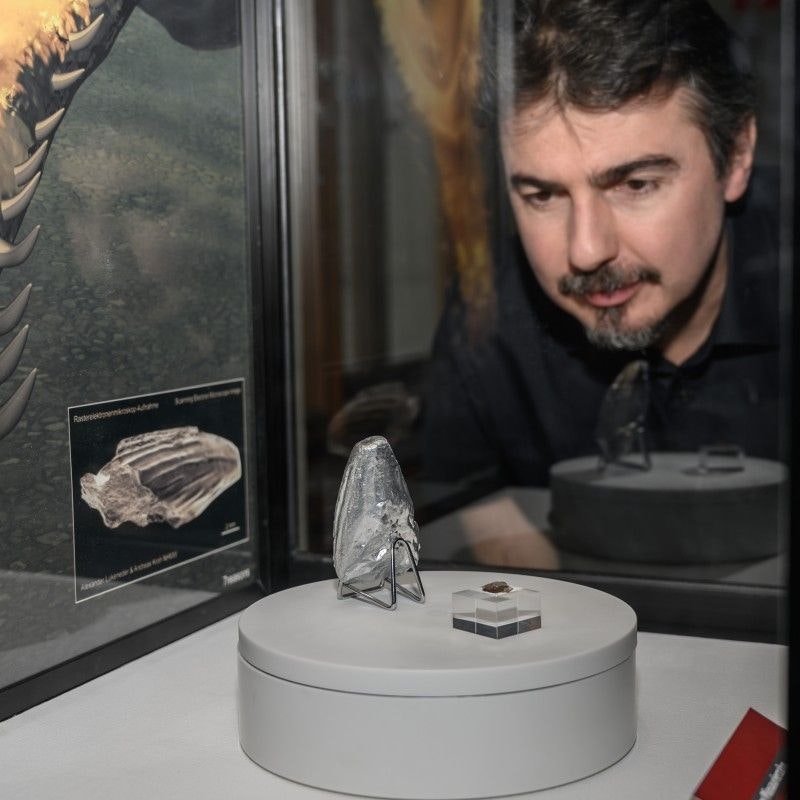 Original und Modell des Pliosaurier-Zahns am NHM und Finder Alexander Lukeneder.