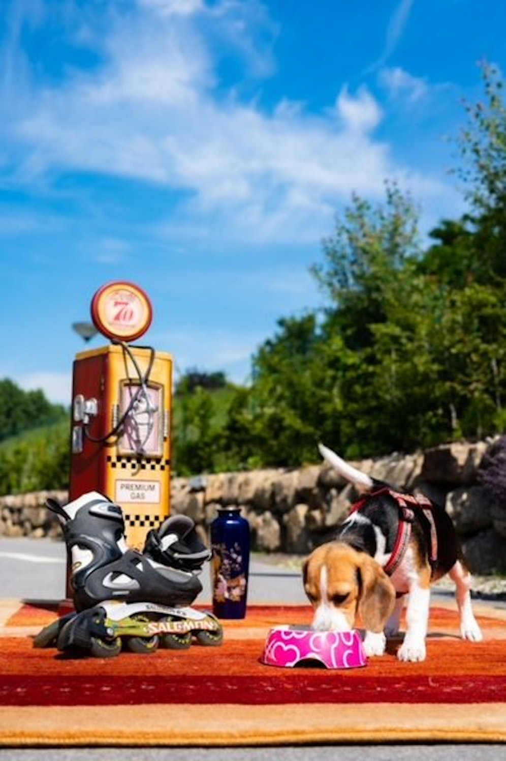 Im Tierheim findet ein großer Flohmarkt statt.