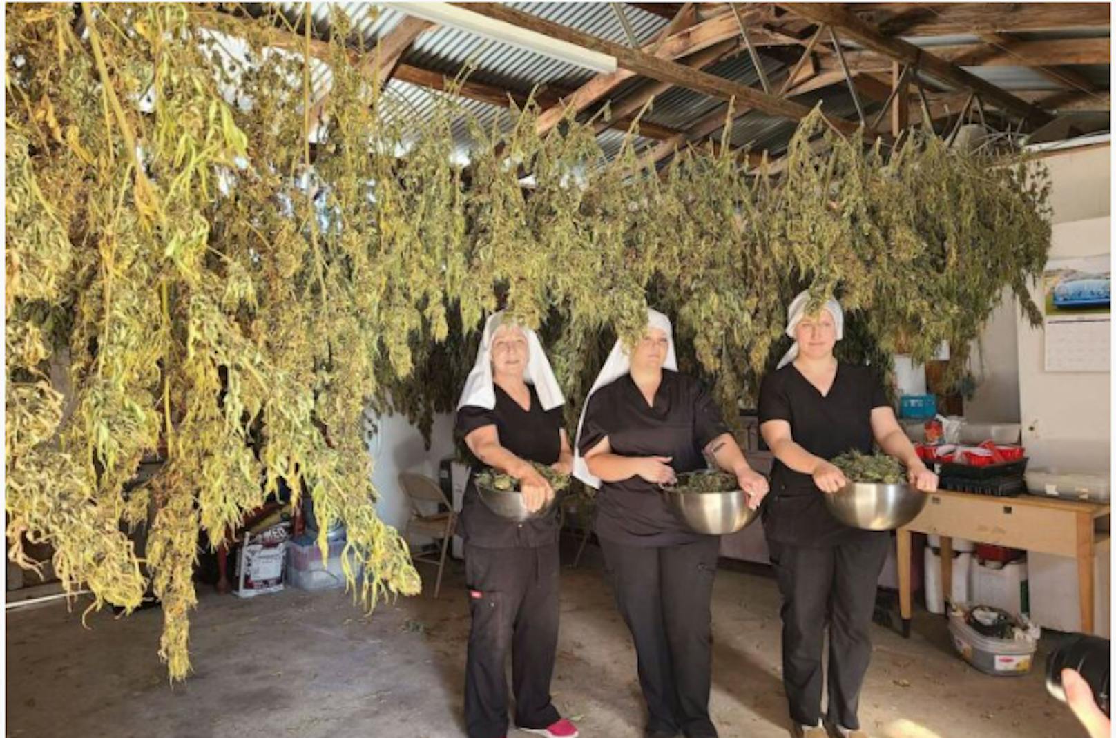 Mit Cannabis verdienen die Frauen, die sich wie Nonnen kleiden, 1 Million Dollar pro Jahr.