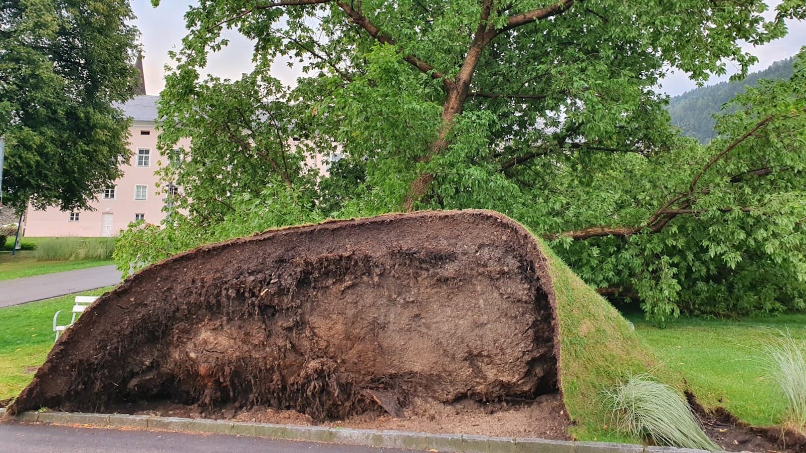 Der Orkan stürzte einen mächtigen Baum um
