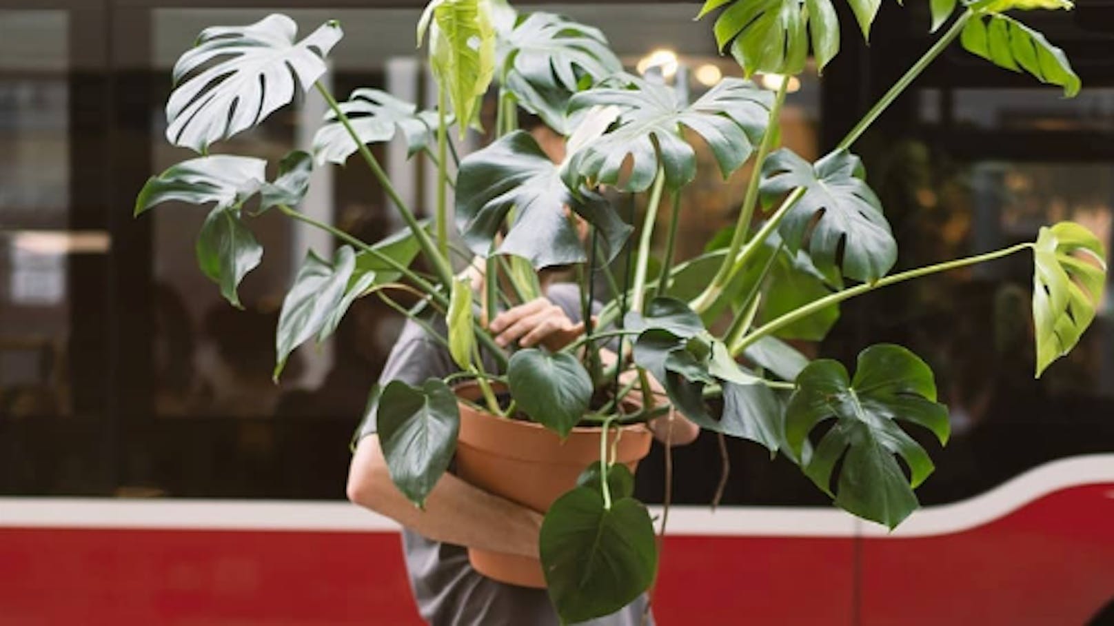 Zum&nbsp;"Geh-mit-deinen-Zimmerpflanzen-spazieren-Tag" sammeln die Wiener Linien auf Instagram Fotos von Zimmerpflanzen auf Spazierfahrt in den Öffis.
