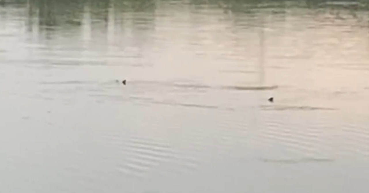 Ein "Heute"-Leser entdeckte im Linzer Pichlingersee zwei "Haie"