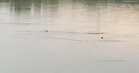 Ein "Heute"-Leser entdeckte im Linzer Pichlingersee zwei "Haie"