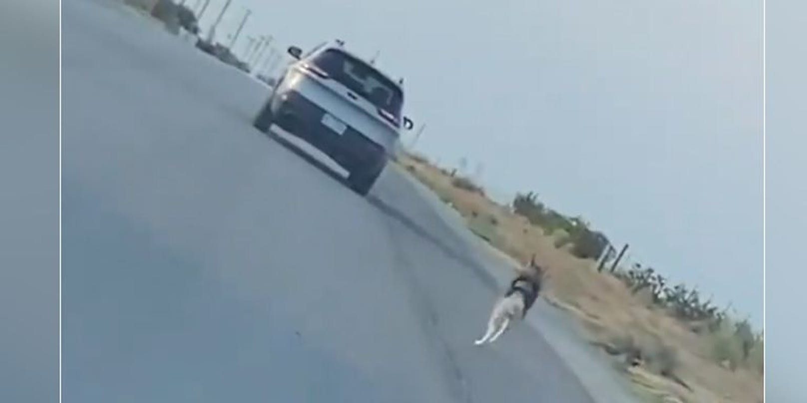 Der Husky rannte dem Auto seines Herrchens hinterher.