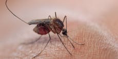 Biontech entwickelt nun einen Impfstoff gegen Malaria