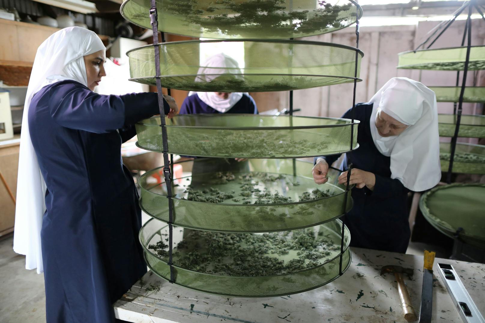 Mit Cannabis verdienen die Frauen, die sich wie Nonnen kleiden, 1 Million Dollar pro Jahr.