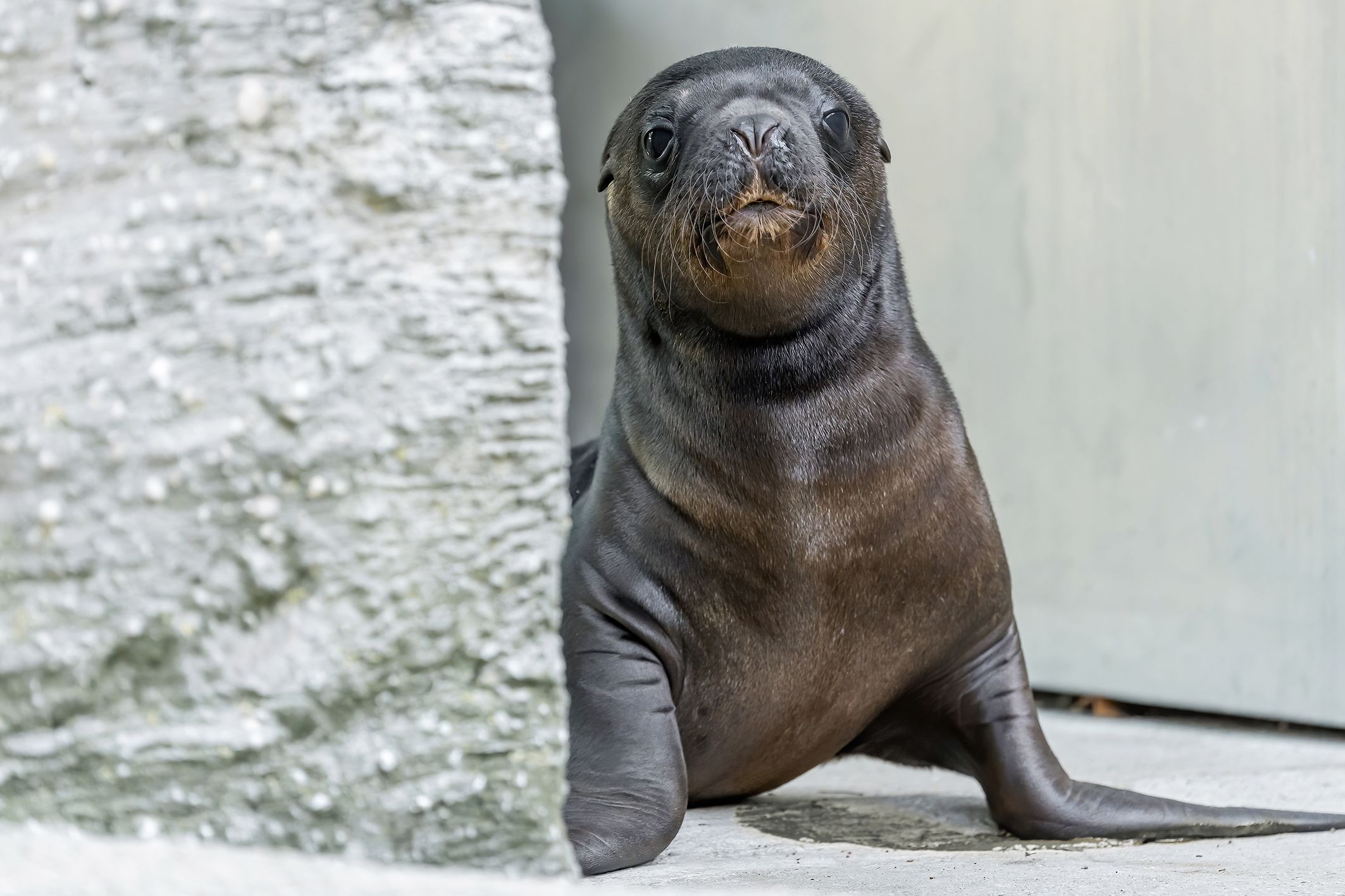 Robben-Baby in Schönbrunn