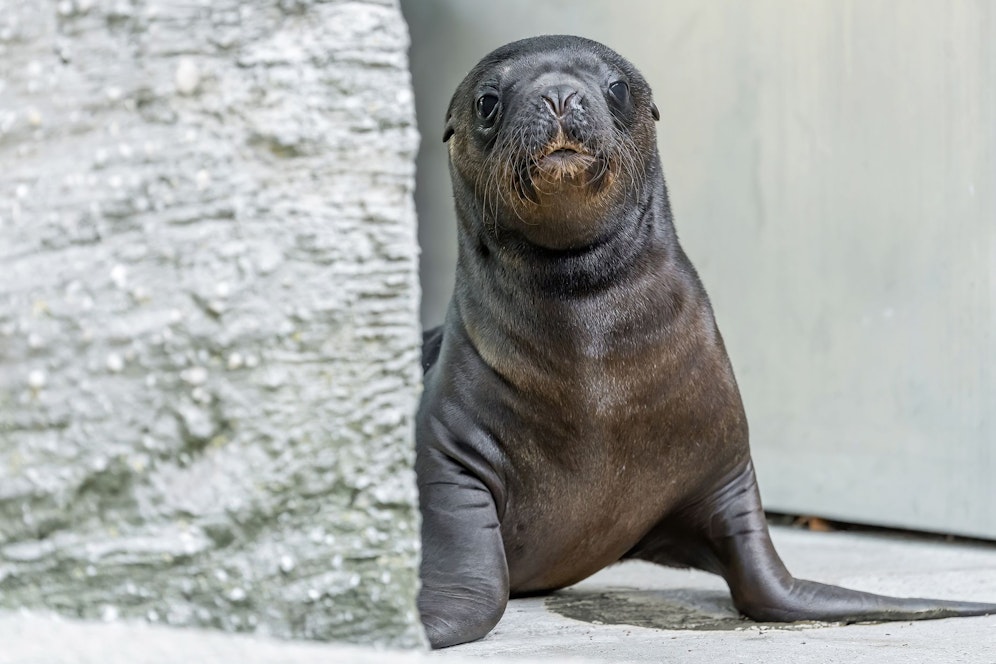 Robben-Baby in Schönbrunn