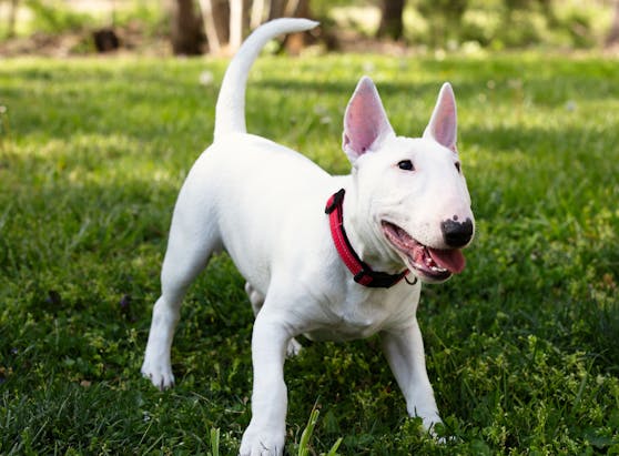 Der Minibullterrier attackierte aus dem Nichts heraus. Symbolbild