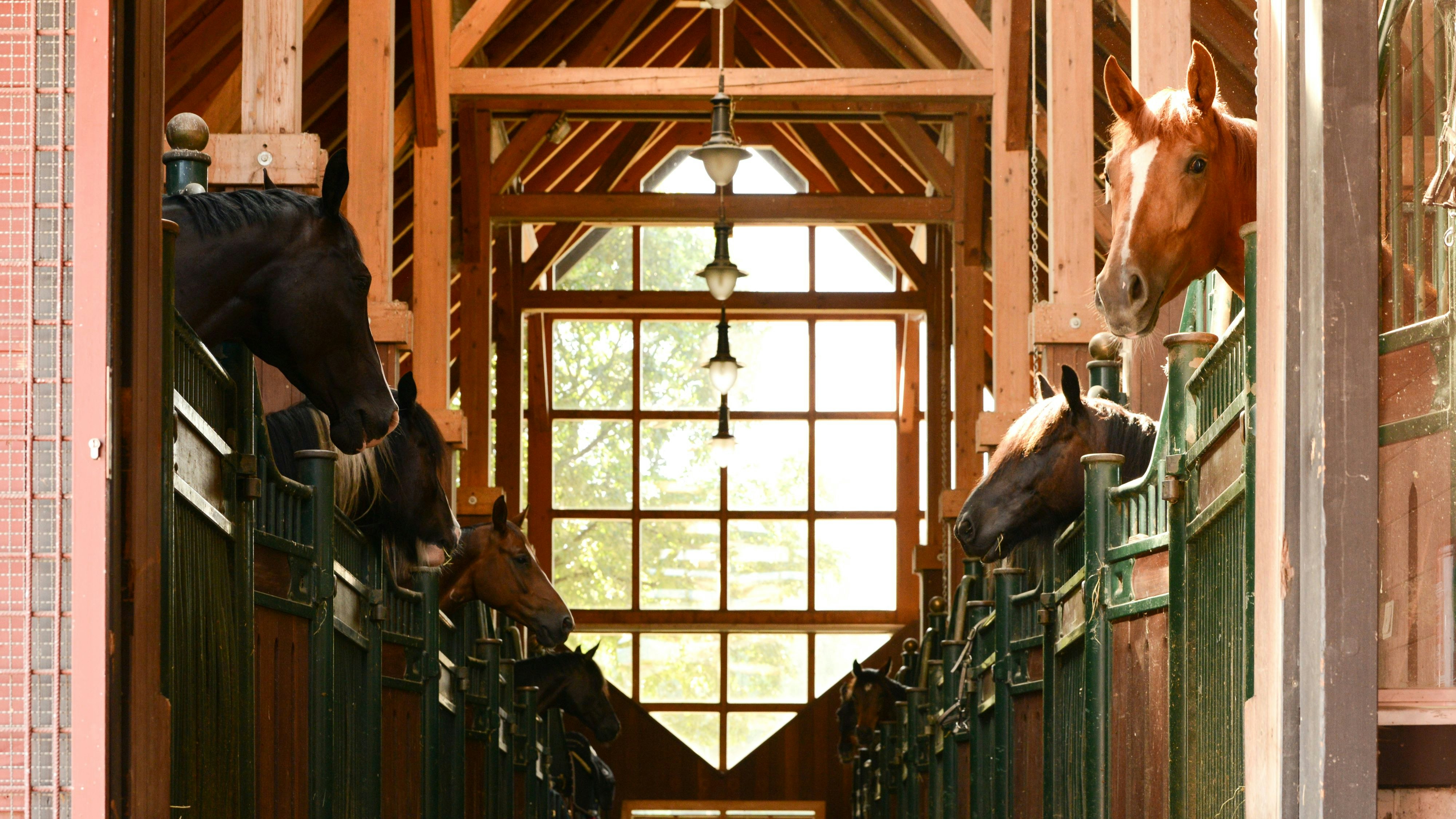 In Tirol wurde nun die erste "Pferdeklappe" des österreichischen Tierschutzvereins gegründet. 