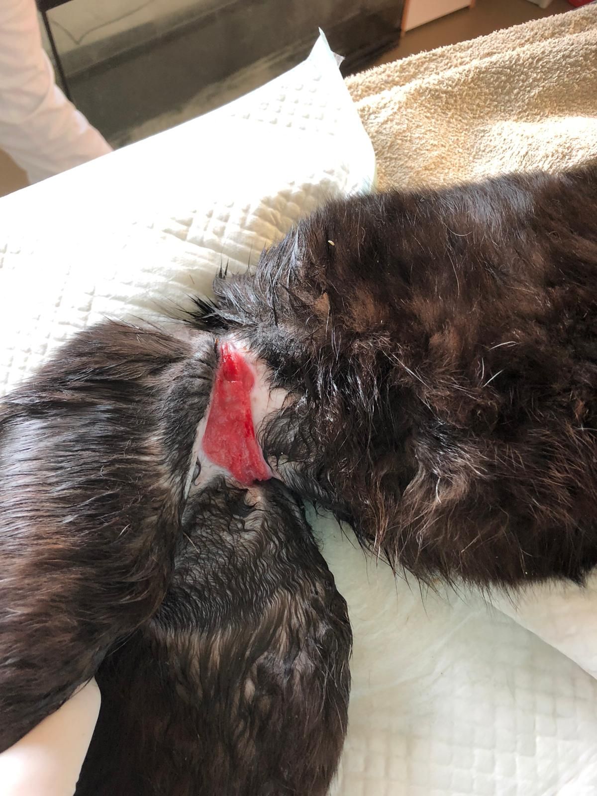 Unbekannte haben der Katze einen Kabelbinder um den Bauch geschnürt.