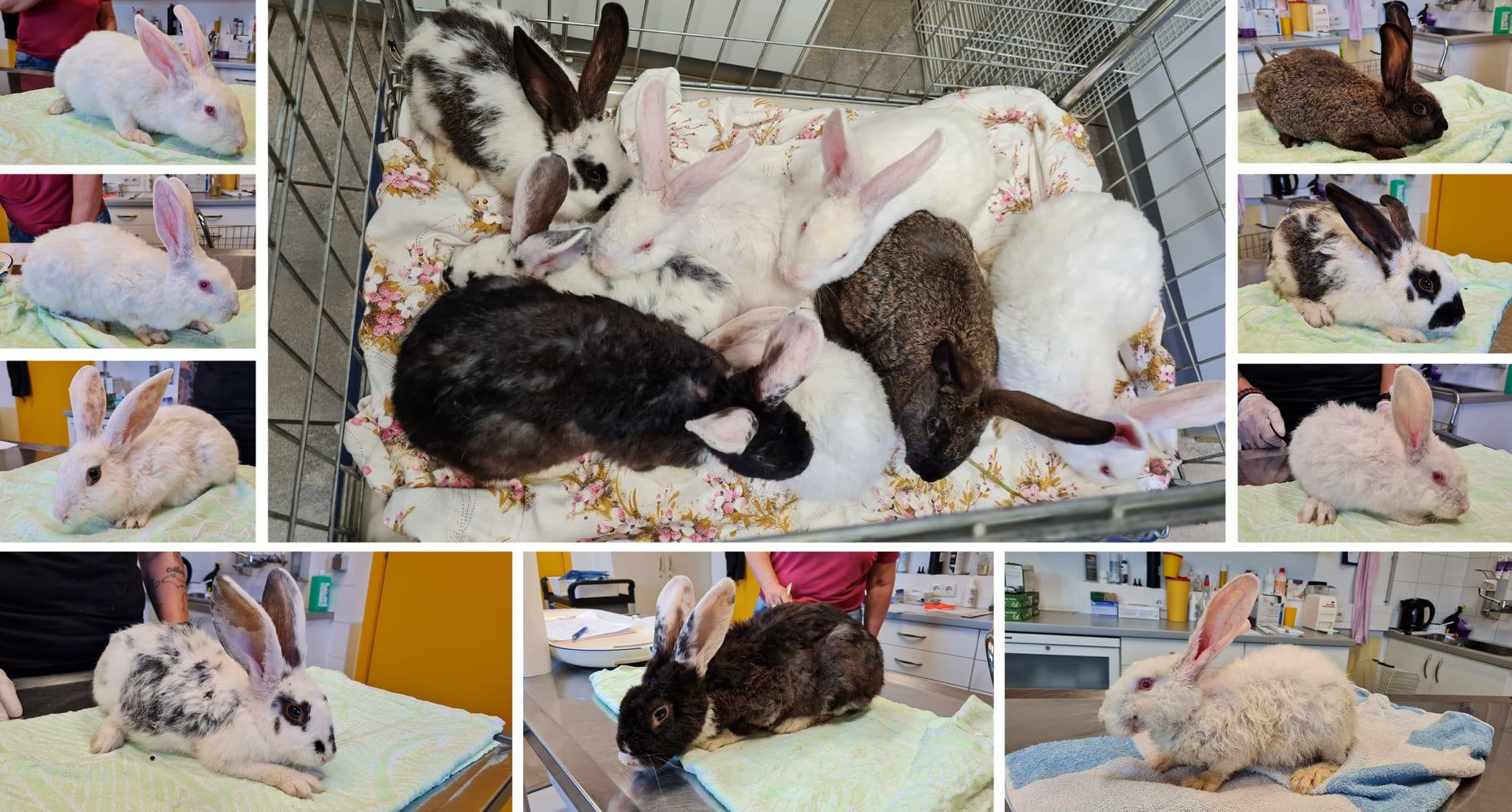 Diese neun Kaninchen wurden einfach ausgesetzt.