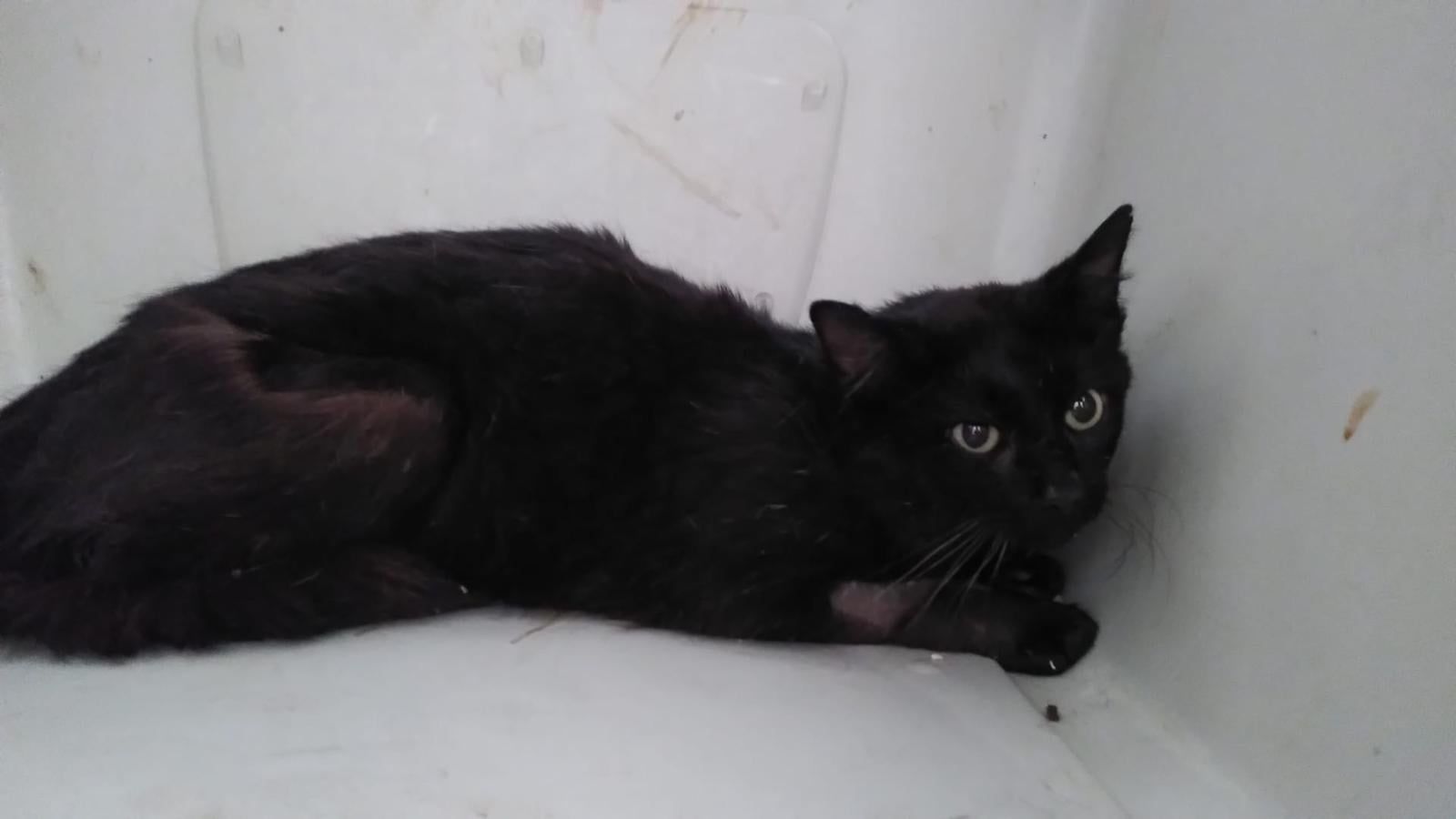 Für den mit einem Kabelbinder gequältem Kater geht es bergauf.