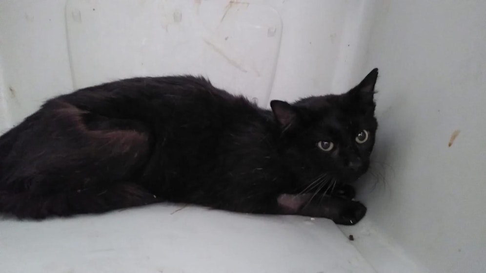 Für den mit einem Kabelbinder gequältem Kater geht es bergauf.