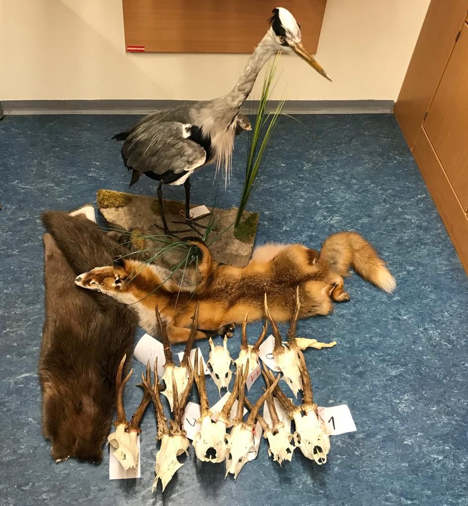 Die Trophäen, die die Polizei sicherstellte.