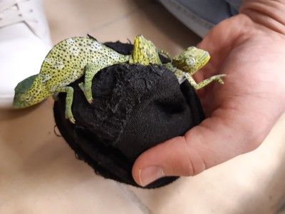 Diese geschmuggelten Chamäleons blieben in Erinnerung