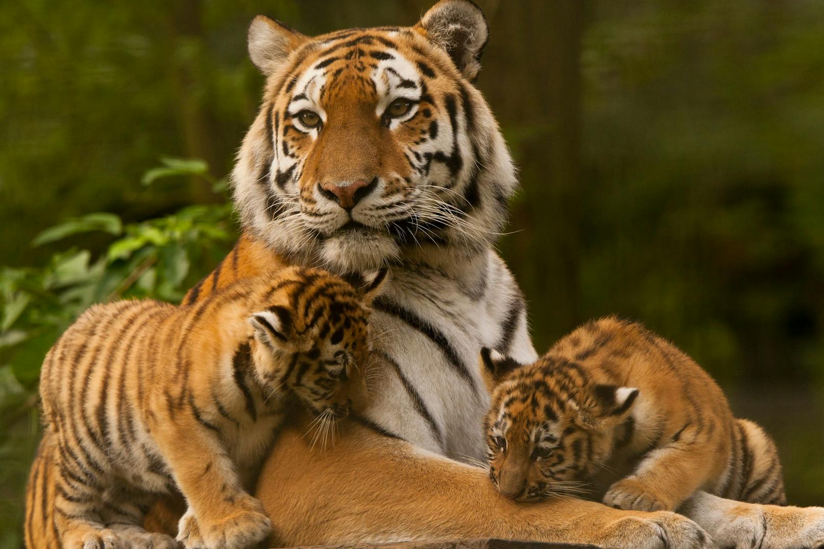 Im Jahr 2010 lebten nur noch 3.200 Tiger in Asiens freier Wildbahn. Heute sind es etwa 3.900 Individuen - noch immer viel zu wenig.&nbsp;
