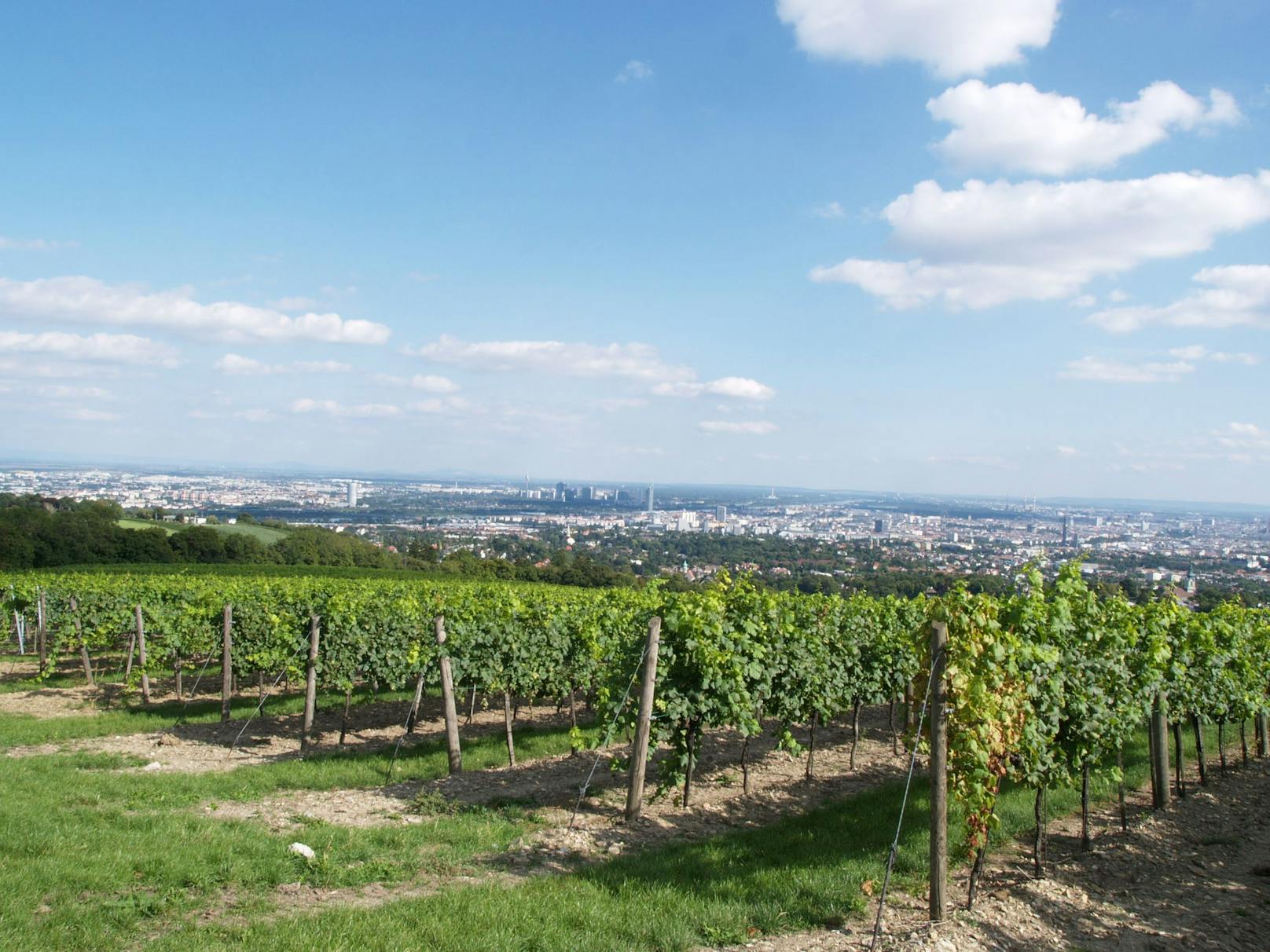 Das Weingut Cobenzl geht beim Wiener Weinpreis als Dreifach-Sieger hervor.