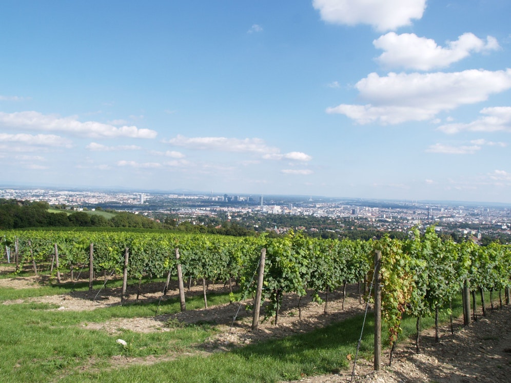 Das Weingut Cobenzl geht beim Wiener Weinpreis als Dreifach-Sieger hervor.