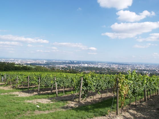Das Weingut Cobenzl geht beim Wiener Weinpreis als Dreifach-Sieger hervor.