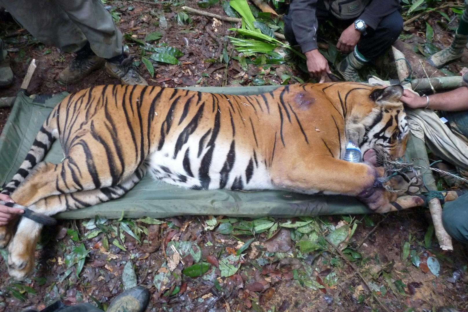 Der Handel mit Tigern und Tigerteilen ist ein Millionengeschäft und ein Teufelskreis für die Tiere.