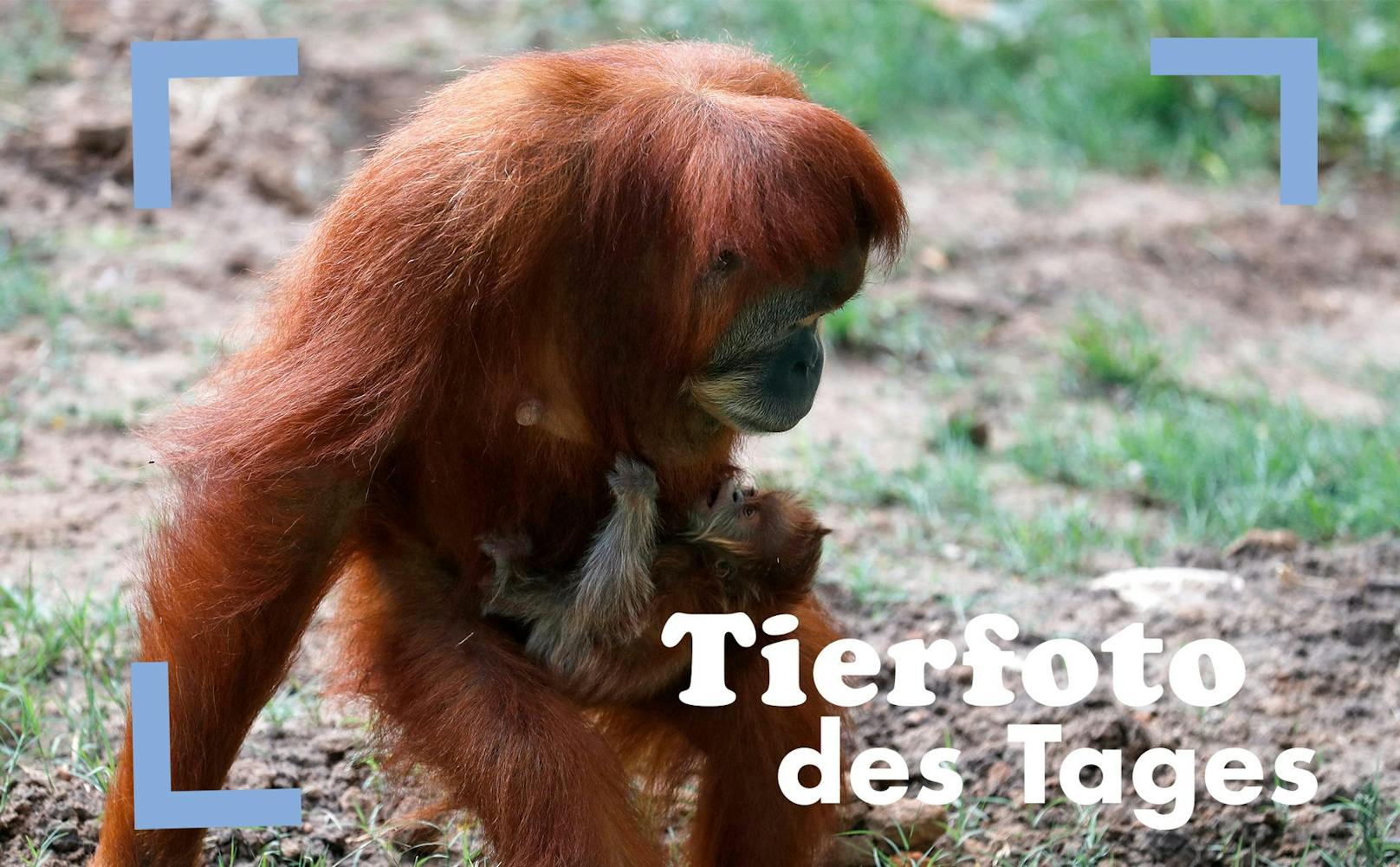 Dieses Orang-Utan-Weibchen stillt sein Junges, wann und wo es möchte. 