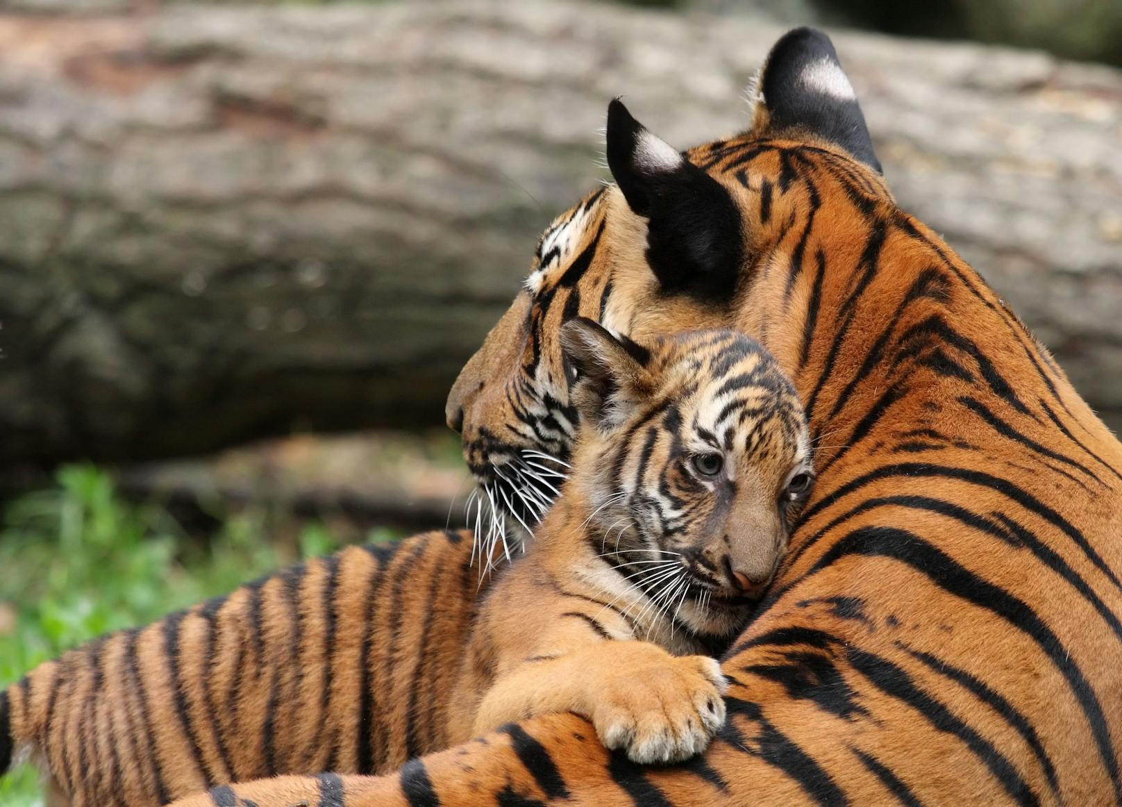Während in Indien, Nepal und Russland die Bestände dank Schutzerfolgen wachsen, sinkt die Zahl wildlebender Tiger auf dem südostasiatischen Festland.