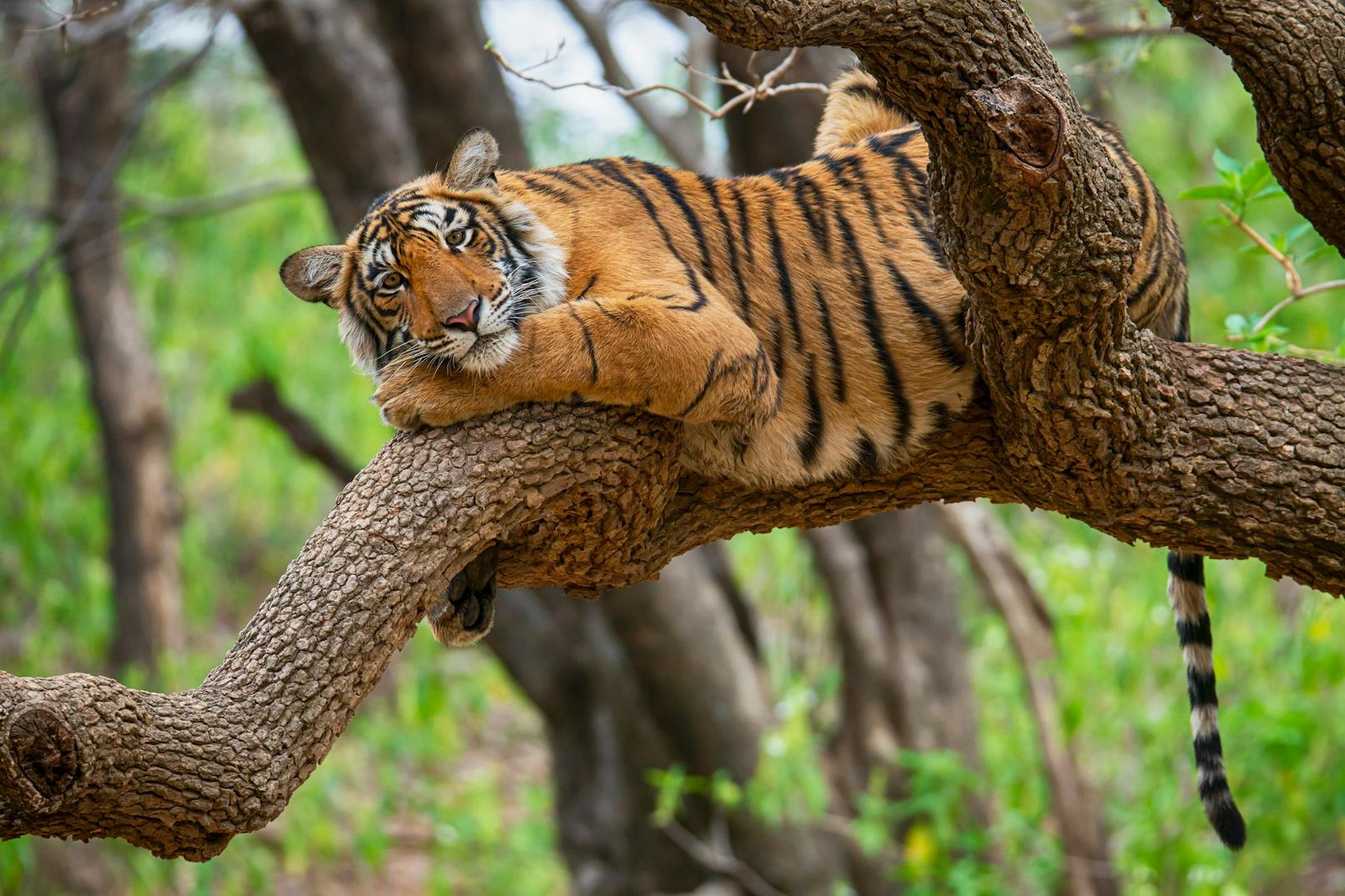 Erfolgreiche Lebensraumvernetzung in Thailand sorgt dafür, dass sich Tiger aus dem Huai Kha Khaeng-Schutzgebiet erfolgreich in benachbarte Gebiete ausbreiten.