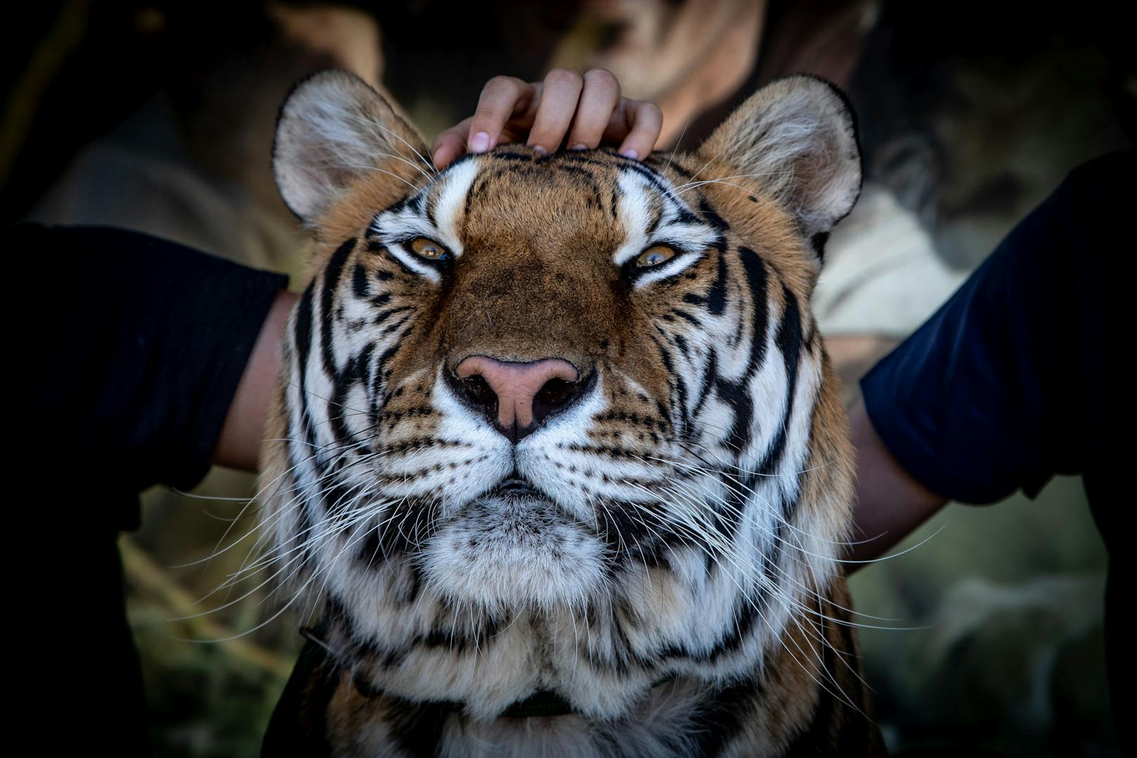 Unregulierte Haltungsrichtlinien und der kommerzielle Handel der majestätischen Wildtiere befeuern die Nachfrage und drängen den Tiger an den Rand der Ausrottung.