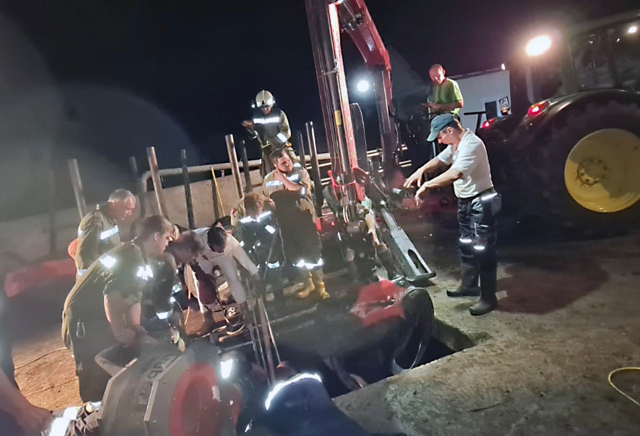 Heute.at - Kuh Elmira fiel drei Meter tief in eine Jauchegrube