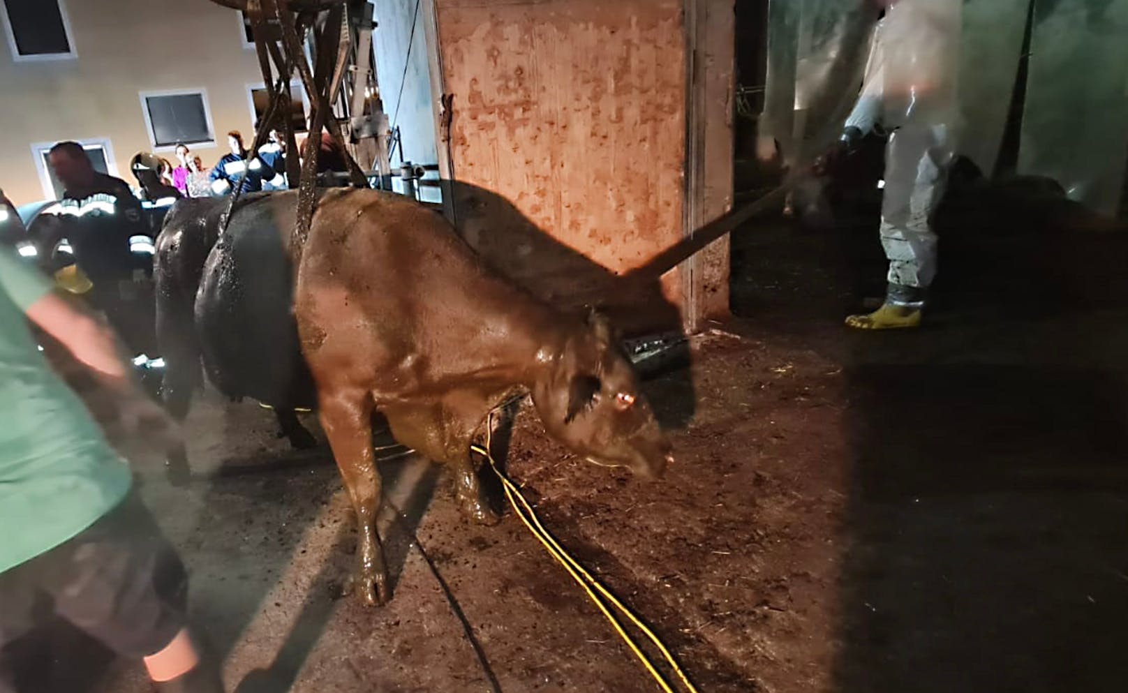 Die Kuh wurde während des Einsatzes mit Sauerstoff versorgt.