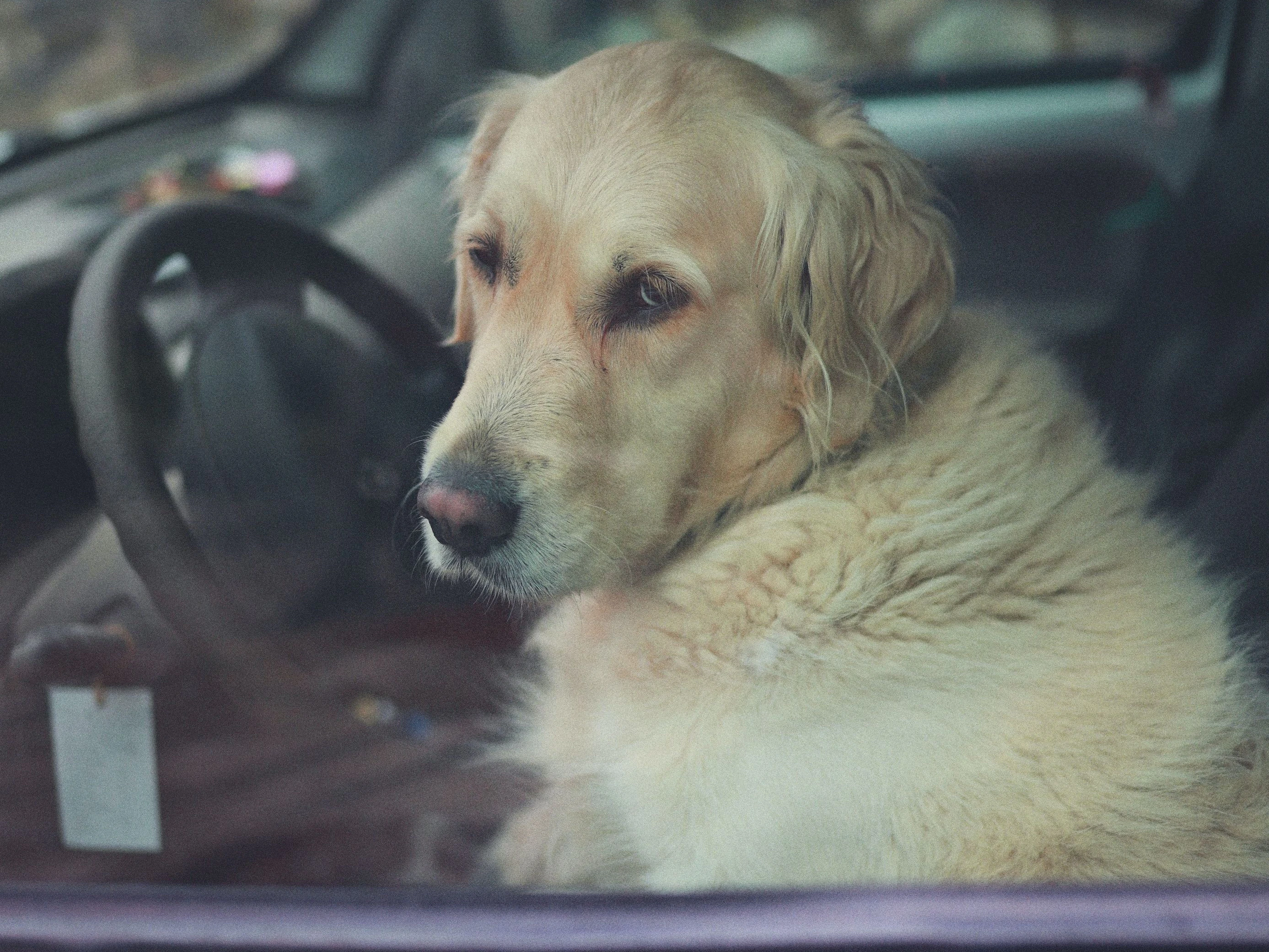 Die Feuerwehr schlug schließlich das Autofenster ein und rettete den Hund.