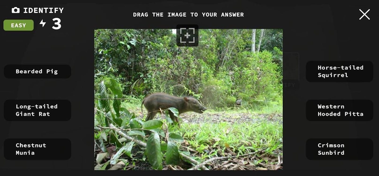 Im Spiel geht es darum, die Tiere zu identifizieren, wie hier beispielsweise das junge Bartschwein.