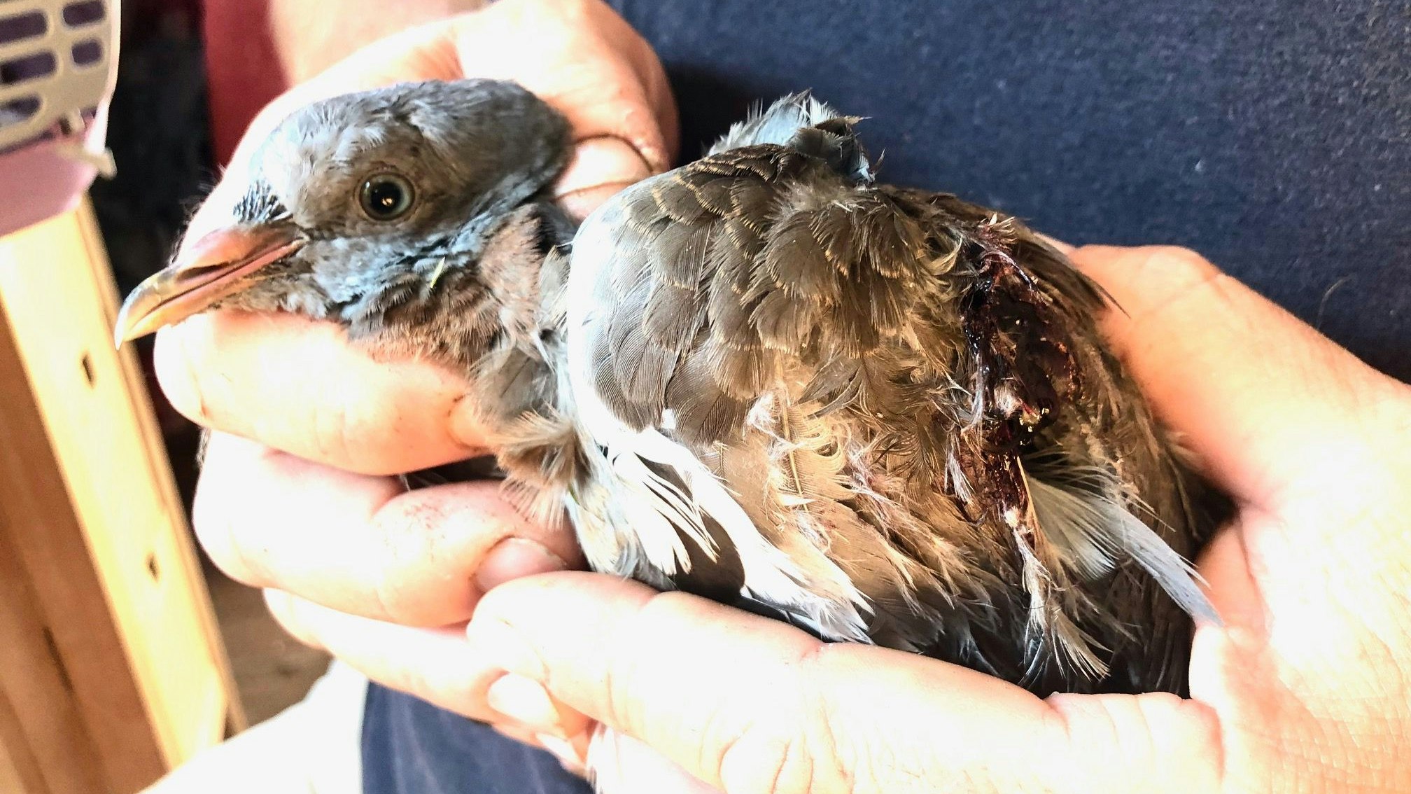 Die kleine Taube hat zahlreiche Verletzungen durch die Hagelkörner. 