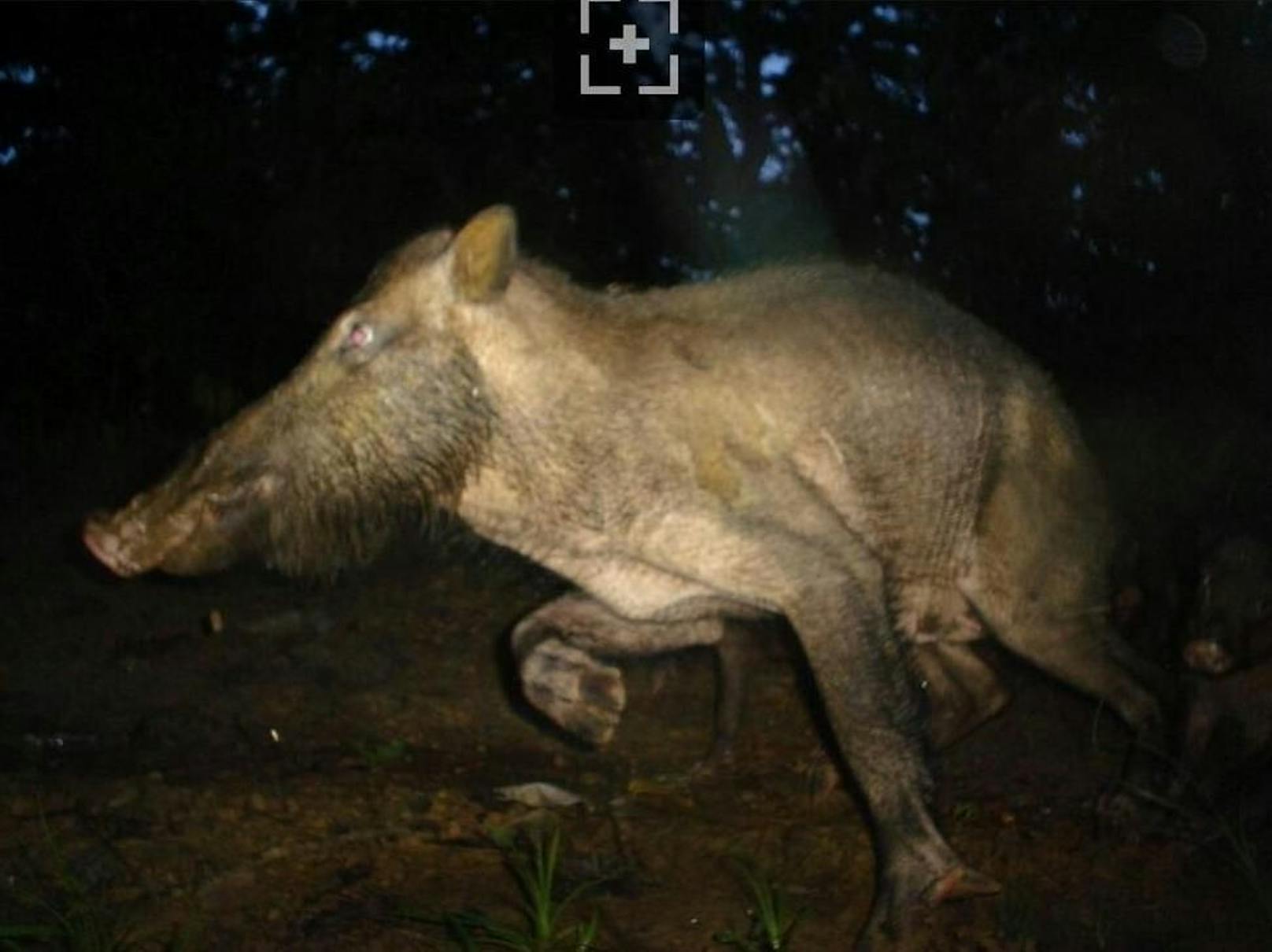 Und hier nimmt ein älteres Bartschwein Reißaus.