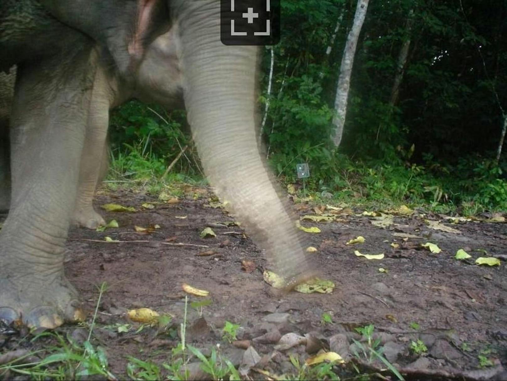 Knapp ins Bild geschafft hat es dieser asiatische Elefant.