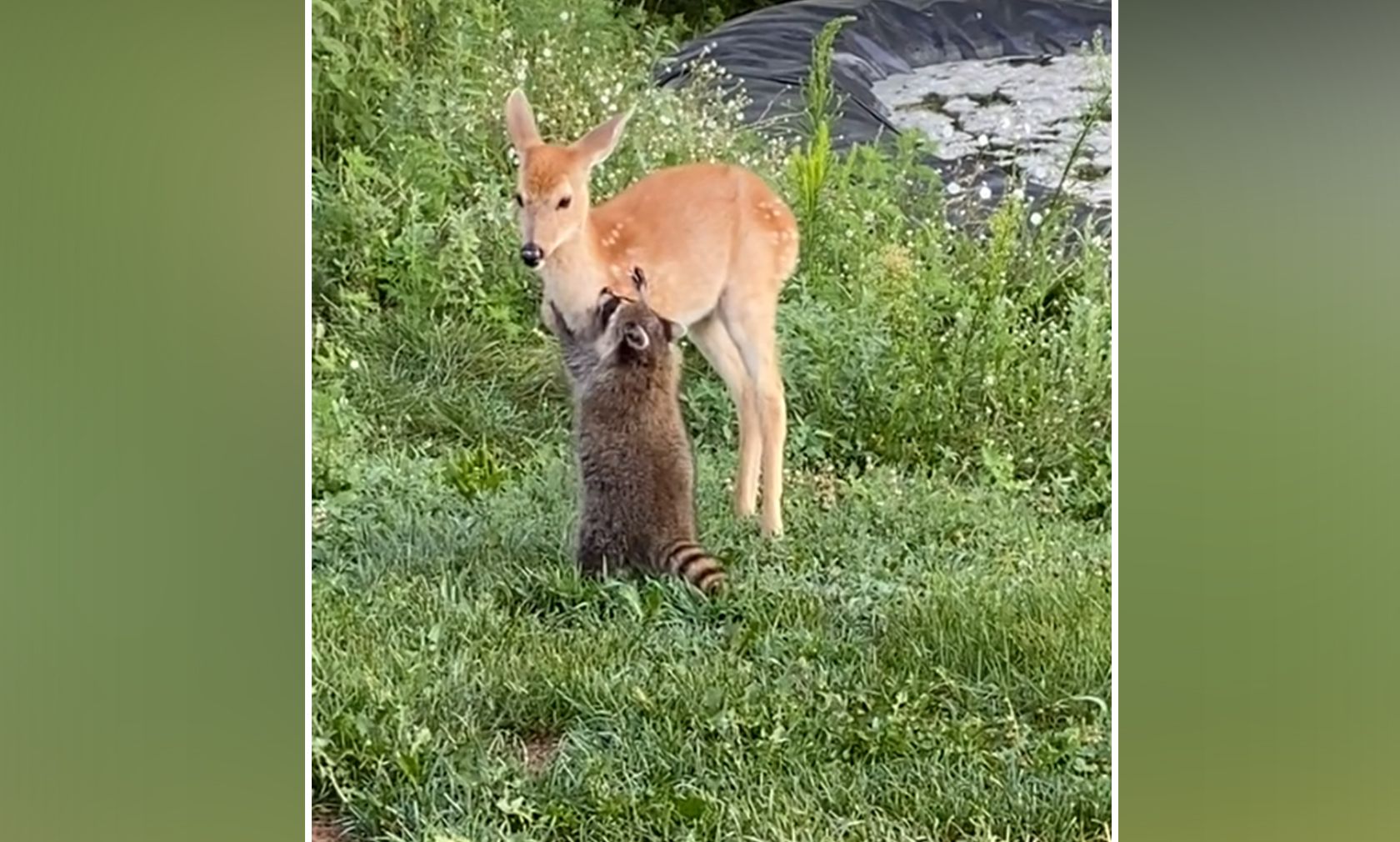 Wie niedlich. Dieser Waschbär hat einen Narren an dem Reh gefressen. 
