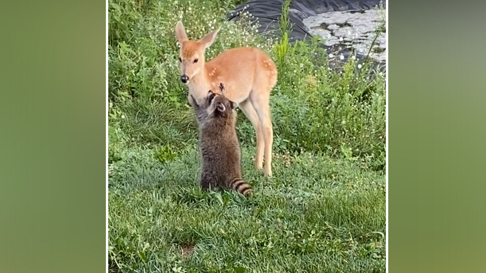 Wie niedlich. Dieser Waschbär hat einen Narren an dem Reh gefressen. 