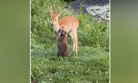 Wie niedlich. Dieser Waschbär hat einen Narren an dem Reh gefressen.