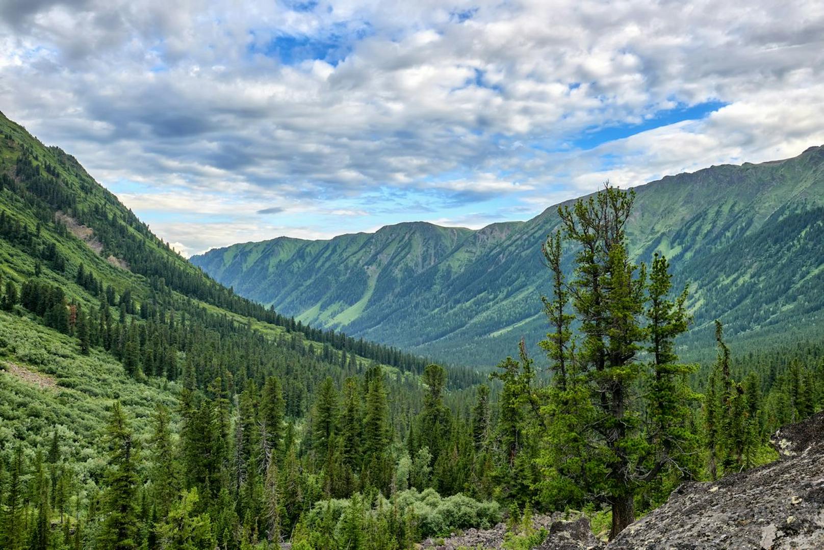 Russische Wälder könnten bei gezielter Aufforstung den Klimawandel abschwächen.