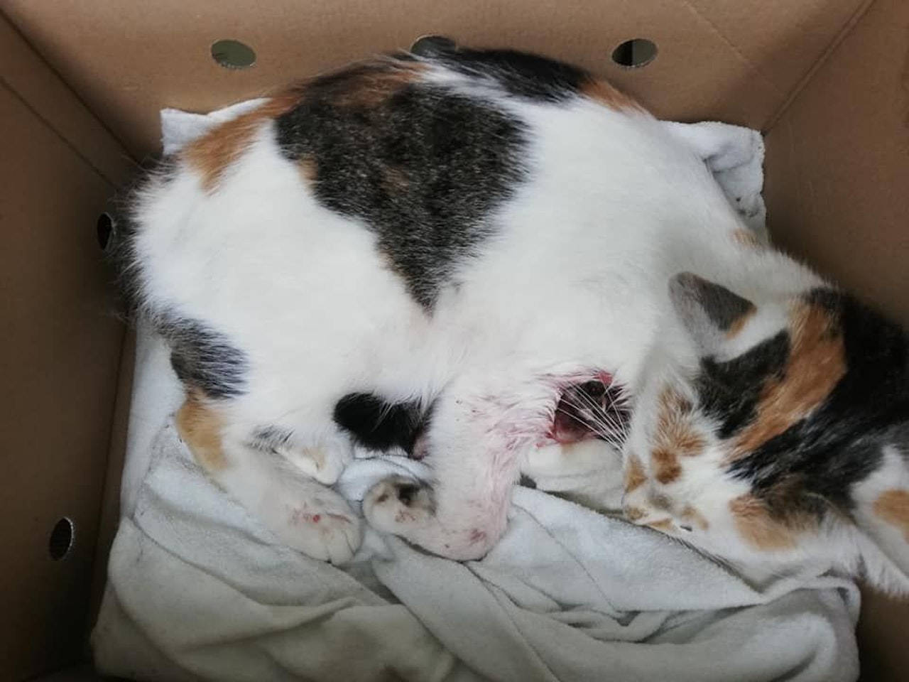 Heute.at - Wer hat Katze Lily erschossen? Familie sucht Tierhasser