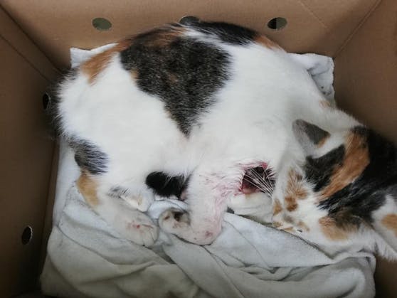 Ein Unbekannter schoss auf Katze Lily.