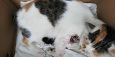 Wer hat Katze Lily erschossen? Familie sucht Tierhasser