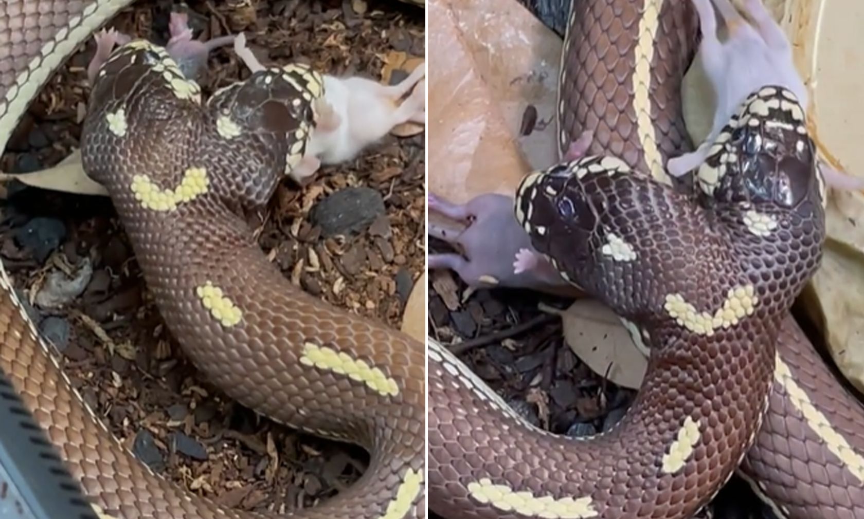 Was meint ihr? Ekelig oder faszinierend? 