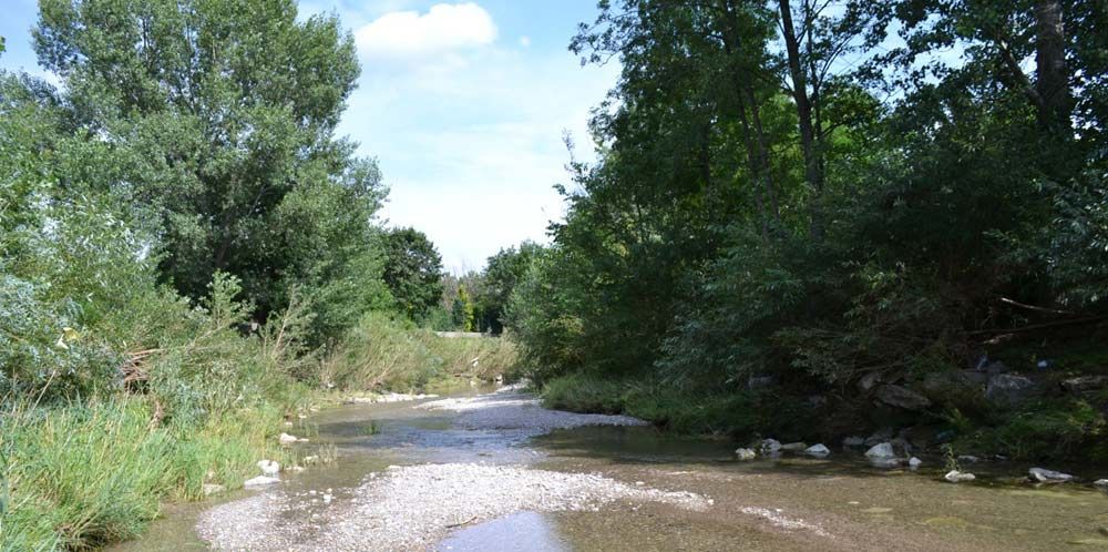 In der Triesting gibt es derzeit Blaualgen.