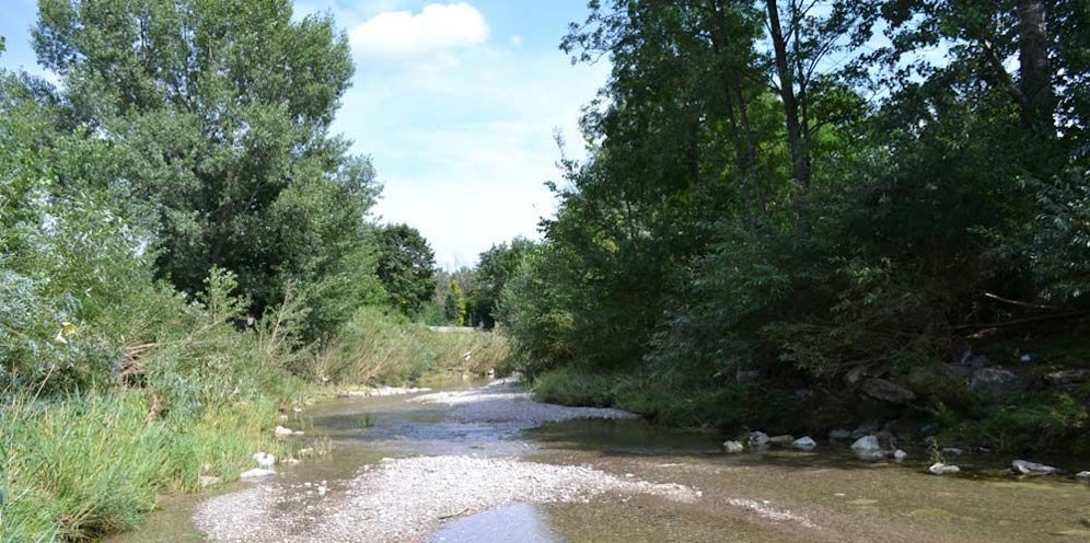 In der Triesting gibt es derzeit Blaualgen.