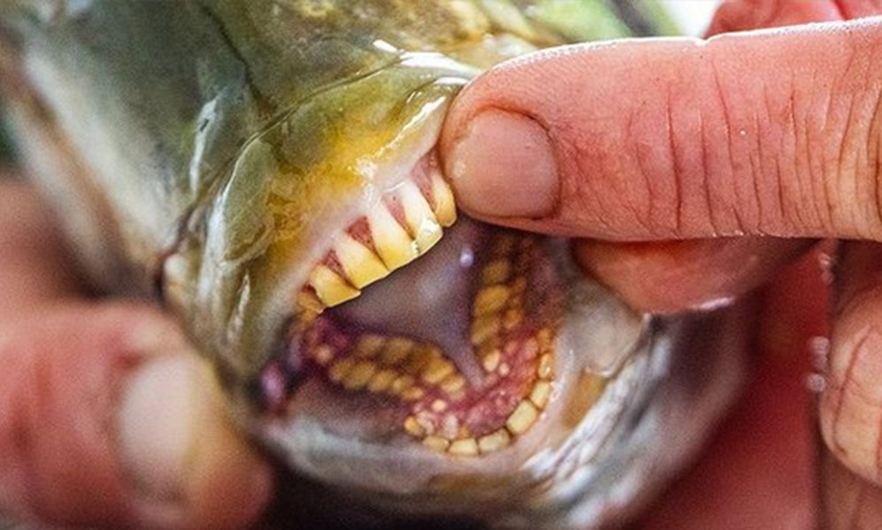 Schneide- und Backenzähne: Dieser Fisch ist ein Phänomen und wird gerne verspeist. 