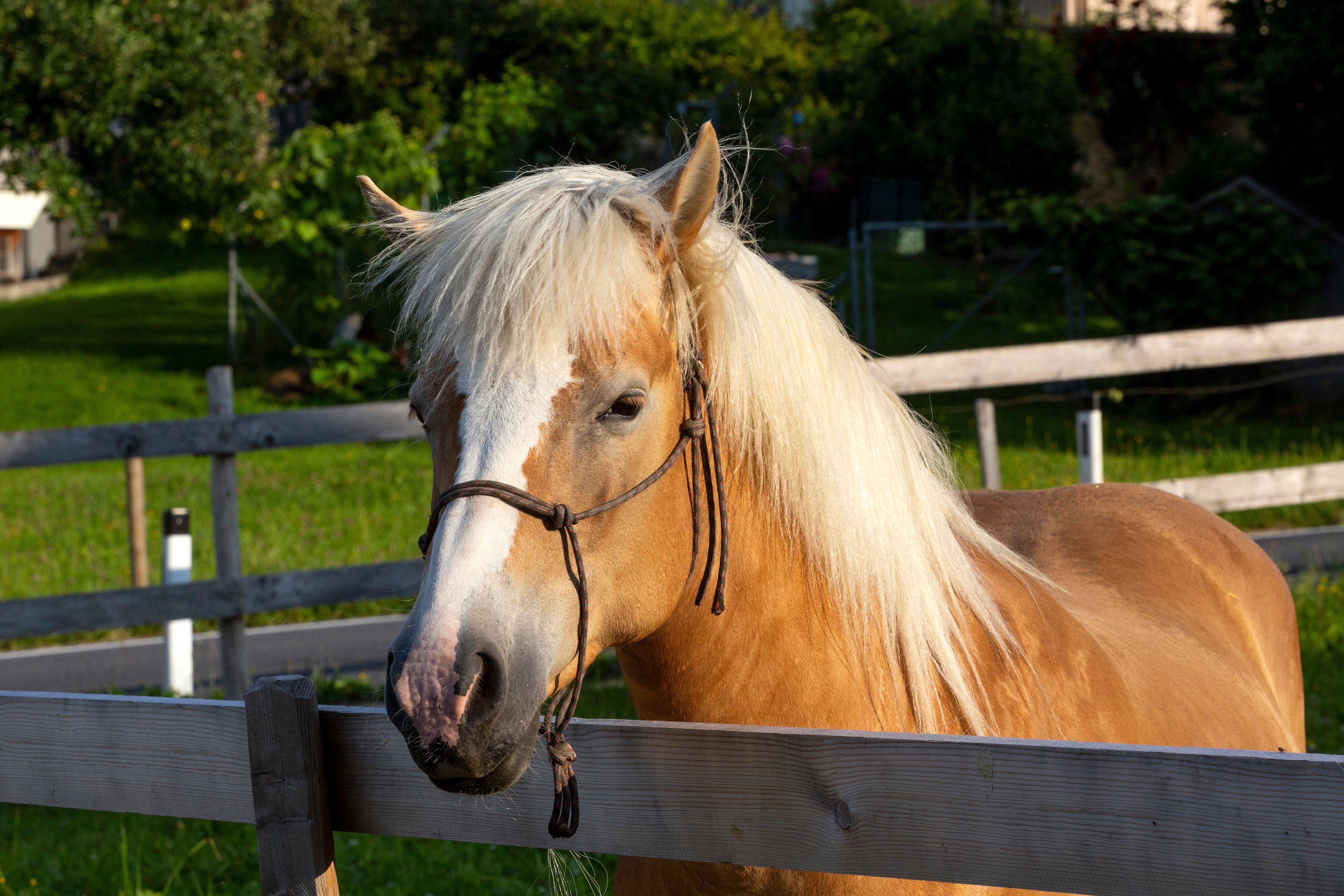 Der Haflinger schlug aus, als sich die 21-Jährige über den Zaun beugte. Symbolbild.