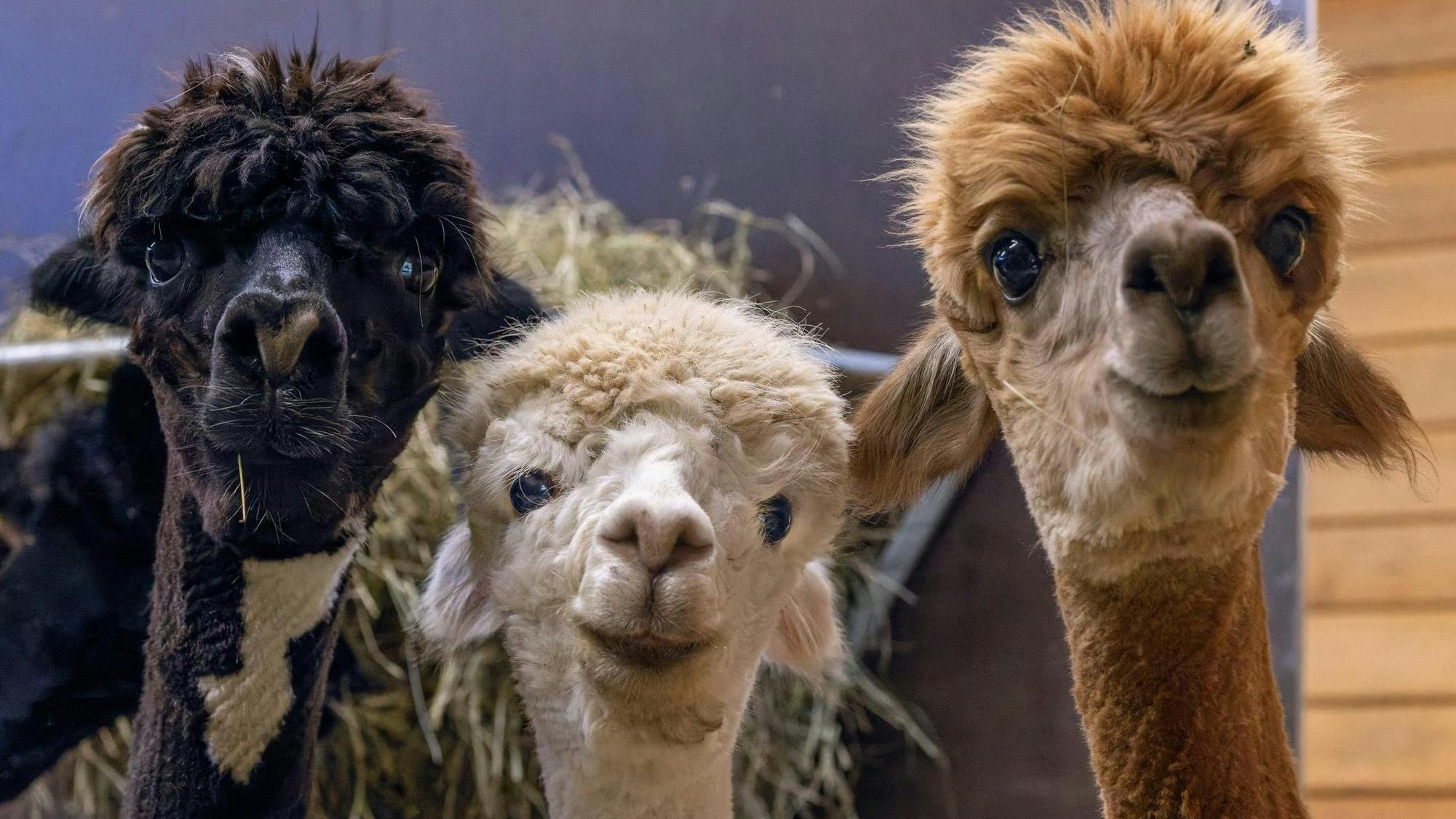 Gestatten, die Alpakas Britta, Nora und Xenia.